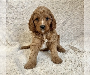 Cavapoo Puppy for sale in MURRIETA, CA, USA