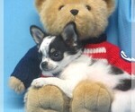 Small Chihuahua