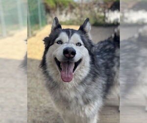 Siberian Husky Dogs for adoption in Matawan, NJ, USA