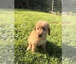 Small Photo #48 Aussiedoodle Puppy For Sale in ASHEVILLE, NC, USA