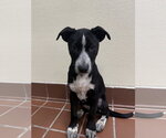 Small #1 Lab-Pointer