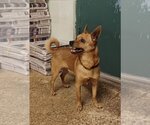Small #3 Chihuahua Mix