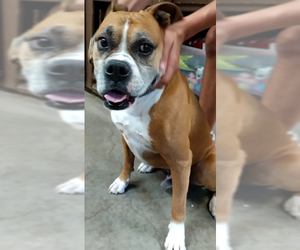 Boxer Dogs for adoption in Amarillo, TX, USA