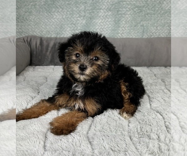 Medium Photo #5 YorkiePoo Puppy For Sale in FRANKLIN, IN, USA