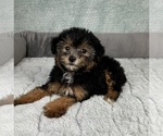 Small #4 YorkiePoo