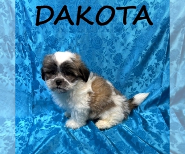 Medium Photo #1 Shih-Poo Puppy For Sale in HARTLAND, MN, USA