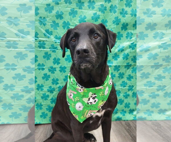 Medium Photo #2 Labrador Retriever-Unknown Mix Puppy For Sale in Germantown, OH, USA