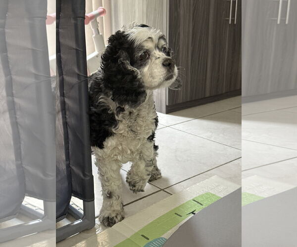 Medium Photo #1 Cocker Spaniel Puppy For Sale in Miami, FL, USA