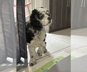 Cocker Spaniel Dogs for adoption in Miami, FL, USA