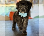Small Photo #36 Aussiedoodle Miniature  Puppy For Sale in MENIFEE, CA, USA