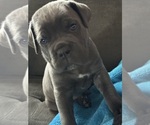 Puppy 4 Cane Corso