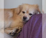 Small #10 Pekingese Mix