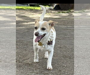 Rat Terrier Dogs for adoption in Oakhurst, NJ, USA