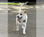 Small Rat Terrier