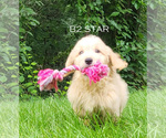 Puppy Star Goldendoodle (Miniature)