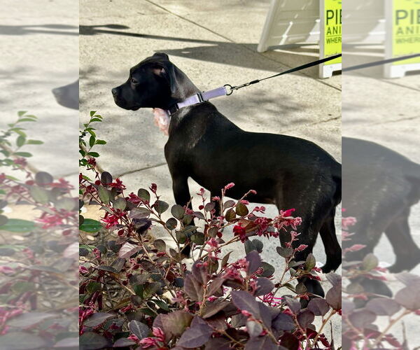 Medium Photo #13 Mutt Puppy For Sale in Mooresville, NC, USA