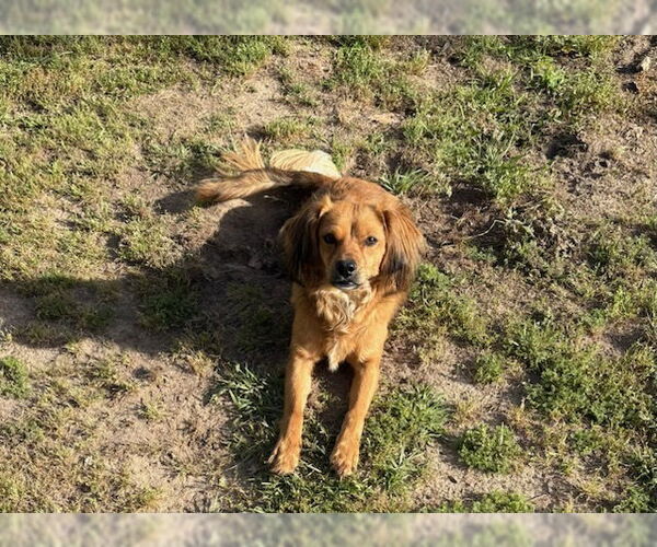 Medium Photo #1 Golden Cavalier Puppy For Sale in Rockaway, NJ, USA