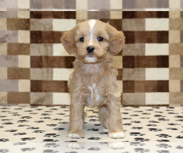 Medium Photo #3 Bernedoodle (Miniature)-Cavapoo (Miniature) Mix Puppy For Sale in DENVER, PA, USA