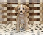 Small #2 Bernedoodle (Miniature)-Cavapoo (Miniature) Mix