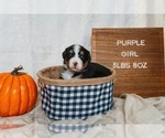 Puppy Purple Girl Bernese Mountain Dog