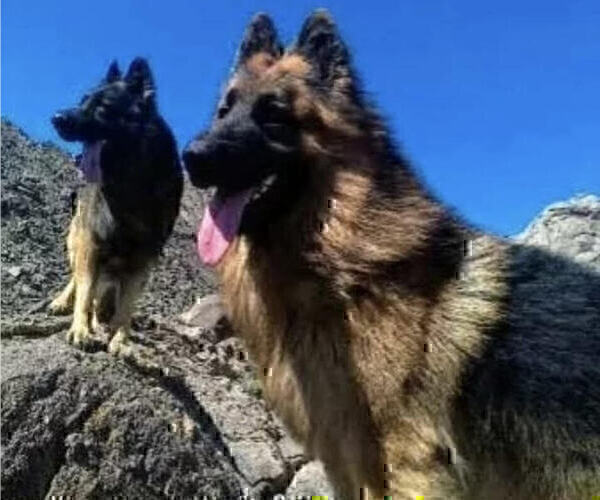 Medium Photo #1 King Shepherd Puppy For Sale in GRAND CANYON CAVERNS, AZ, USA