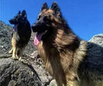 Small King Shepherd