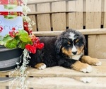 Puppy Bruce Bernese Mountain Dog