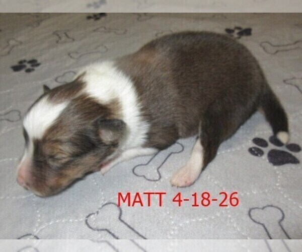 Medium Photo #5 Shetland Sheepdog Puppy For Sale in SOLON, ME, USA