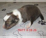 Small #4 Shetland Sheepdog