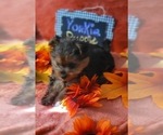 Small #3 Yorkshire Terrier