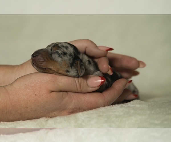Medium Photo #7 Dachshund Puppy For Sale in NEVADA CITY, CA, USA
