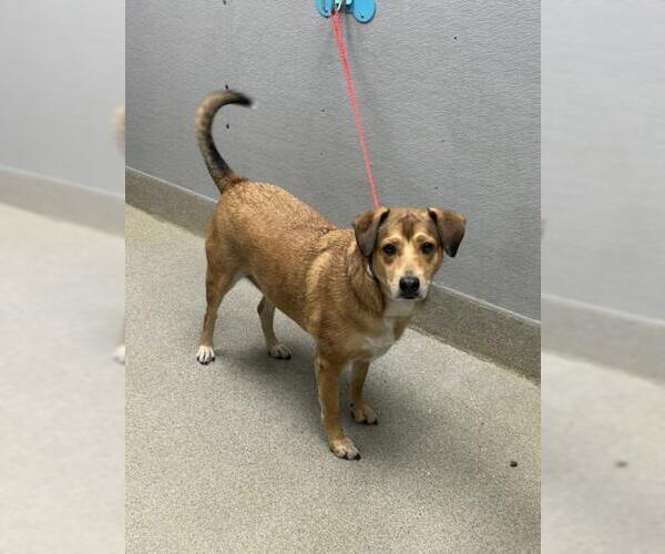 Medium Photo #1 Beagle-Unknown Mix Puppy For Sale in Las Vegas, NV, USA