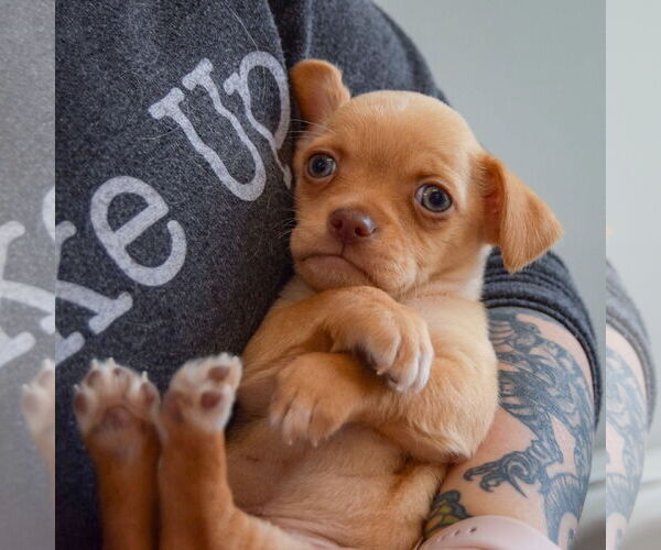 Medium Photo #5 Chihuahua Puppy For Sale in Huntley, IL, USA