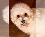 Small Photo #2 Poodle (Miniature) Puppy For Sale in Lee's Summit, MO, USA
