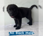 Small Photo #12 German Shepherd Dog Puppy For Sale in MIAMI, FL, USA