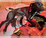 Small #8 Labrador Retriever Mix
