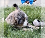 Small #9 Bernedoodle (Miniature)