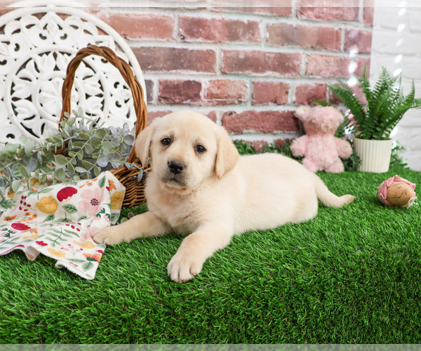 Medium Photo #2 Labrador Retriever Puppy For Sale in SYRACUSE, IN, USA