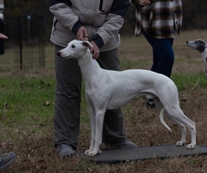 Father of the Whippet puppies born on 03/19/2026