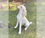 Small Photo #1 Labradoodle Puppy For Sale in TIMMONSVILLE, SC, USA