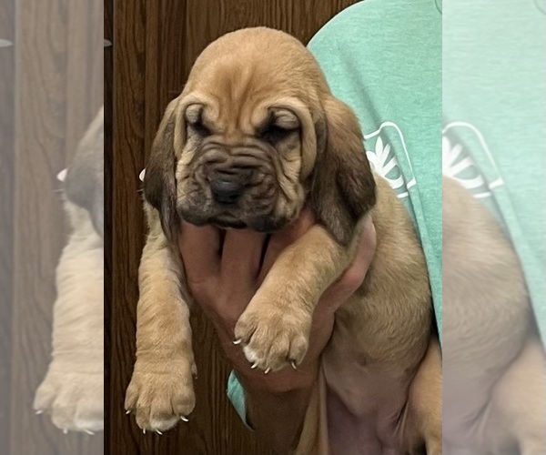 Medium Photo #5 Bloodhound Puppy For Sale in FORT MORGAN, CO, USA