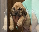 Red F - Female Bloodhound Puppy for Sale - Photo #5