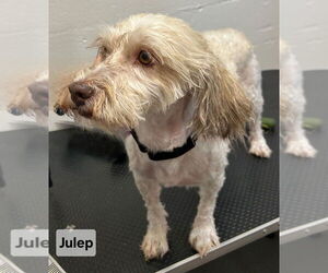 Havanese Dogs for adoption in Ellijay, GA, USA
