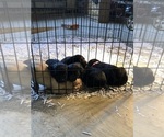 Small Photo #3 Labrador Retriever Puppy For Sale in RAMSEY, MN, USA