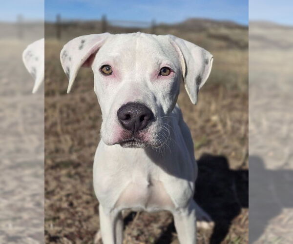 Medium Photo #2 American Bulldog-Unknown Mix Puppy For Sale in Lakewood, CO, USA