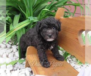 Poochon Puppy for sale in LE MARS, IA, USA