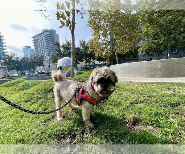 Medium Photo #9 Shih Tzu Puppy For Sale in  Ramona, CA, USA