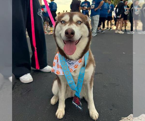Medium Photo #1 Siberian Husky Puppy For Sale in Long Beach, CA, USA