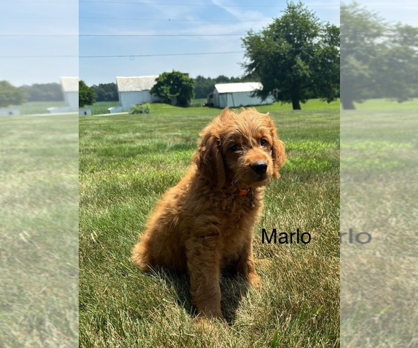 Medium Photo #4 Goldendoodle (Miniature) Puppy For Sale in FREDERICKSBG, OH, USA