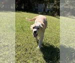 Chase - Male Anatolian Pyrenees Puppy for Sale - Photo #2